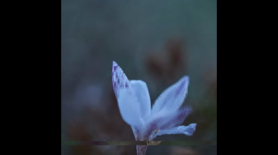 serapia   lofi hip ho