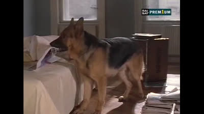 Il commissario Rex 01x12