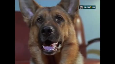 Il commissario Rex 01x15